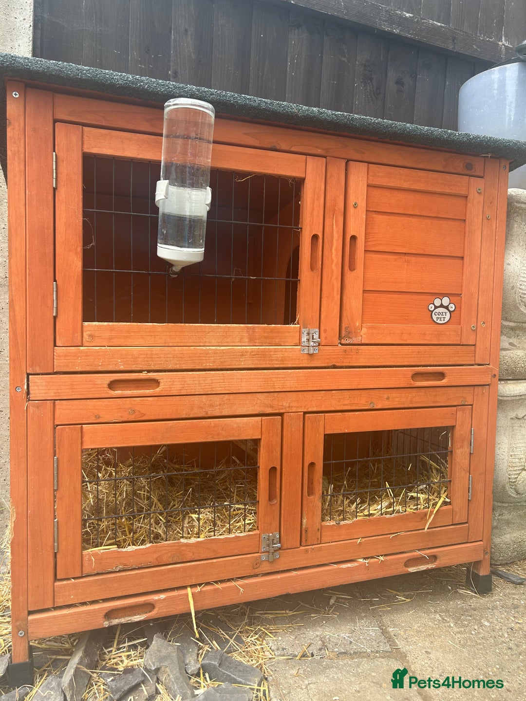 Guinea Pig rodents for sale: Two beautiful female guinea pigs  - Image 3
