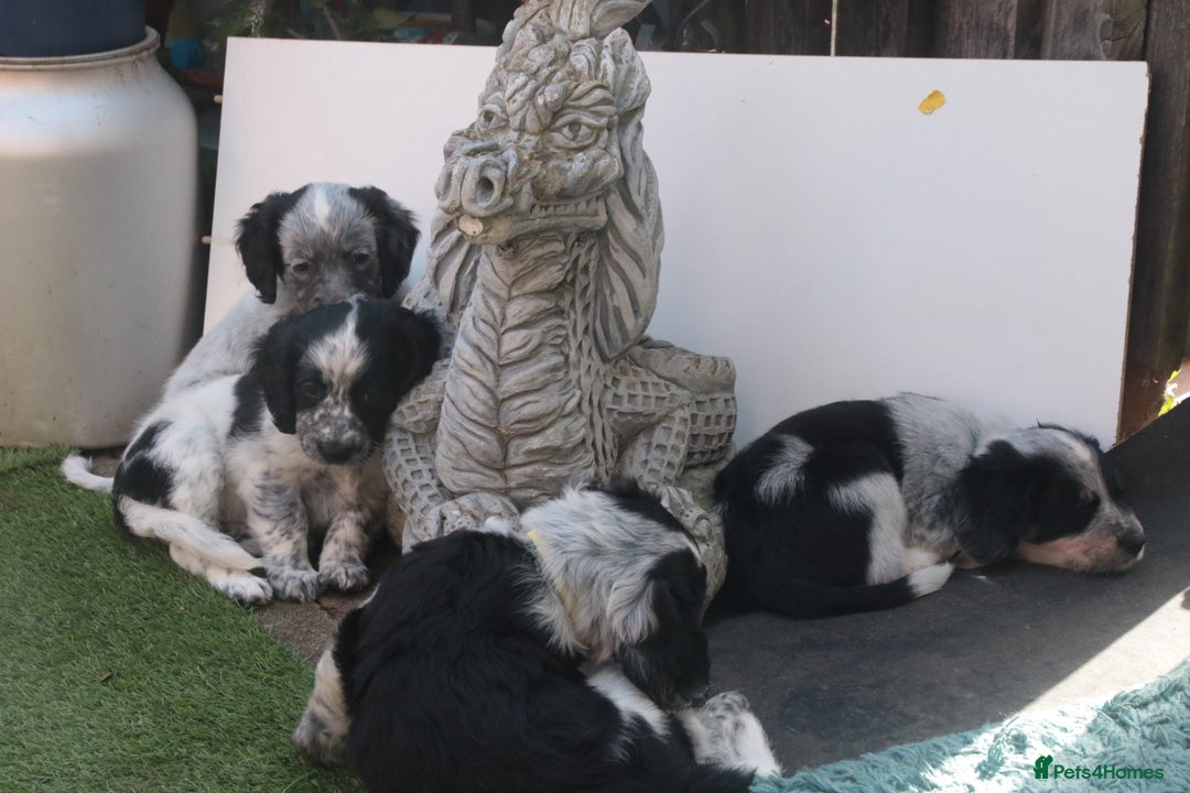 Mixed Breed dogs for sale: Merle Sprollies/Cotralian - Image 6