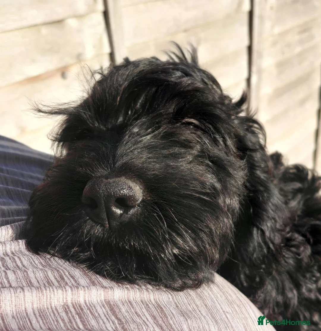 Cockapoo dogs for sale: Fabulously Fluffy Cockalier-a-Poo Puppies - Advert 17