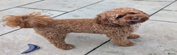 Cavapoo dogs for stud: Proven Cavapoo Stud - Not for sale.  - Advert 1