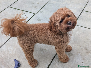 Cavapoo dogs - Advert 6