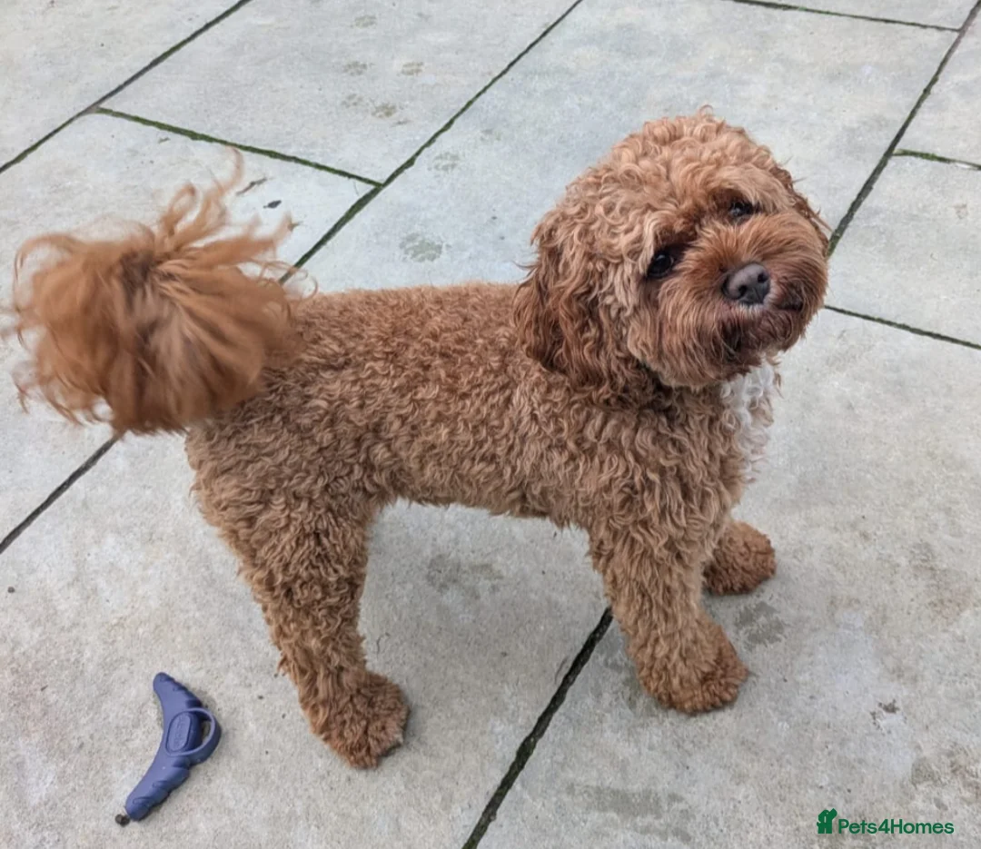 Cavapoo dogs for stud: Proven Cavapoo Stud - Not for sale.  - Advert 1