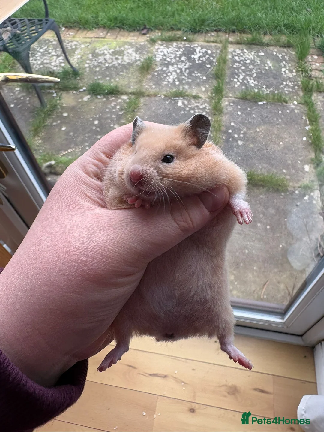 Hamster rodents for sale: Pedigree Syrian hamsters - Advert 10