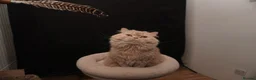 British Longhair cats for sale: Adult British Longhair Sparkle - Advert 3