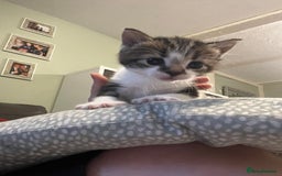 Mixed Breed cats for sale: Perfect Kittens  - Image 19