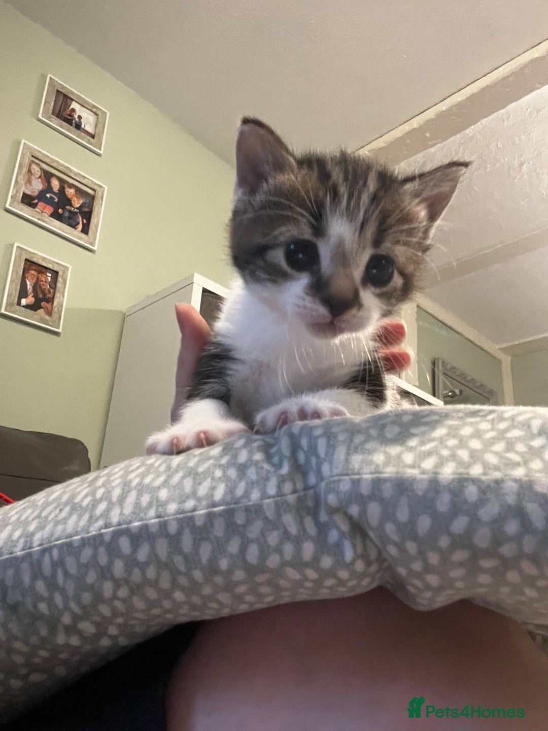 Mixed Breed cats for sale: Perfect Kittens  - Image 19