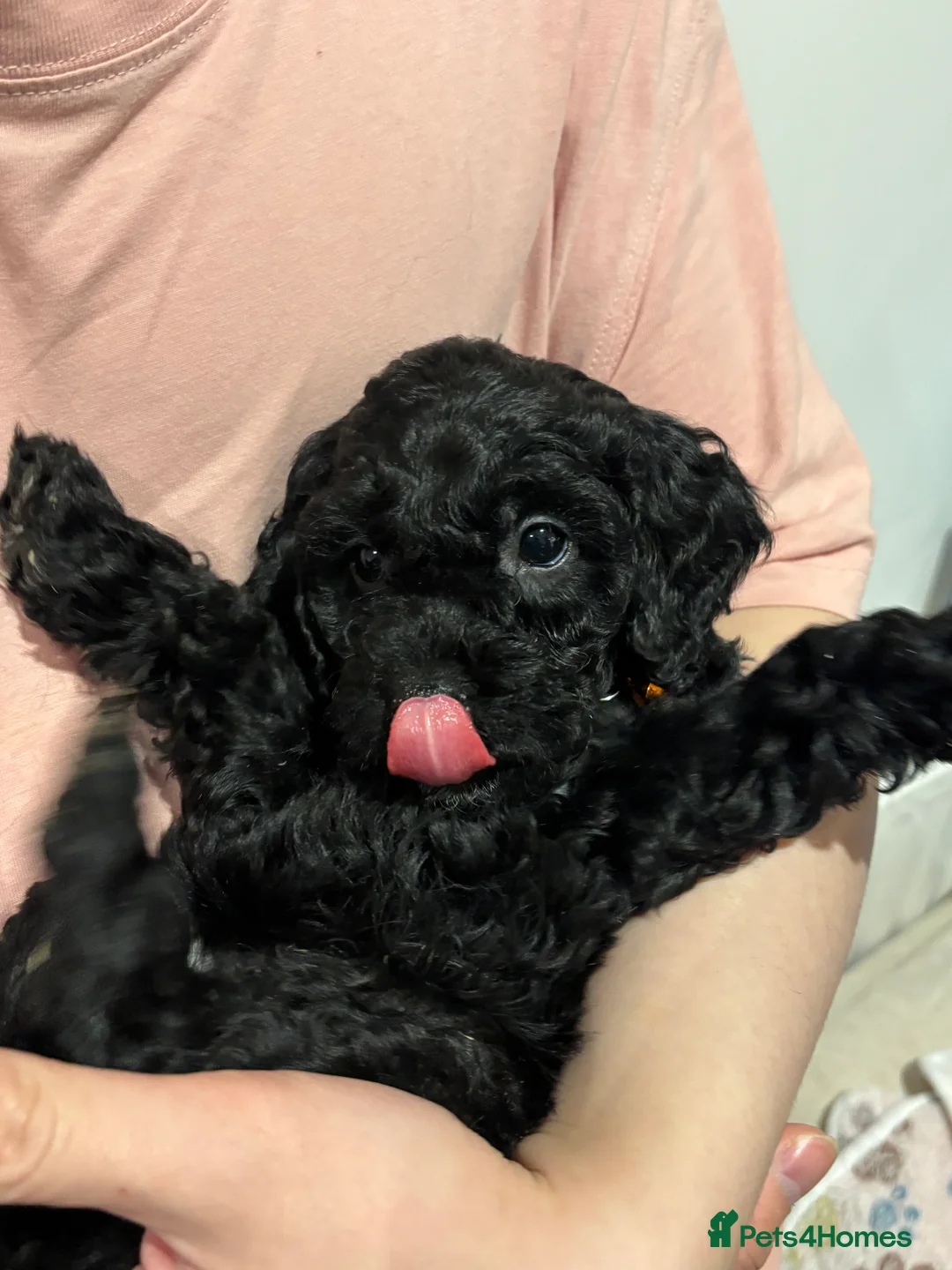 Cockapoo dogs for sale: Beautiful Cockapoo Puppies – 6 Boys & 2 Girls - Advert 28