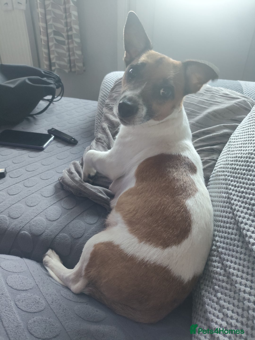 Mixed Breed dogs for sale: Male Jack Russell  - Advert 6