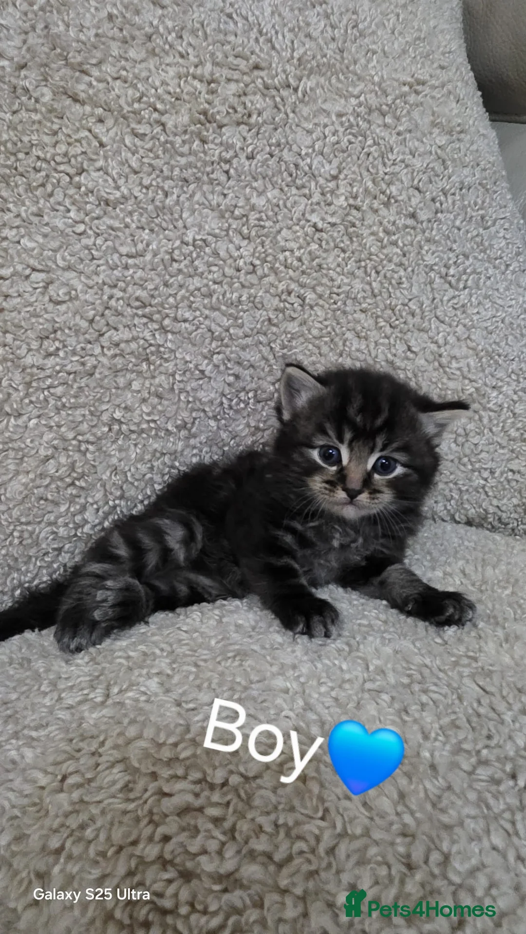 Domestic Shorthair cats for sale: 😺5 beautiful playful kittens 😺 in Ashford - Advert 8