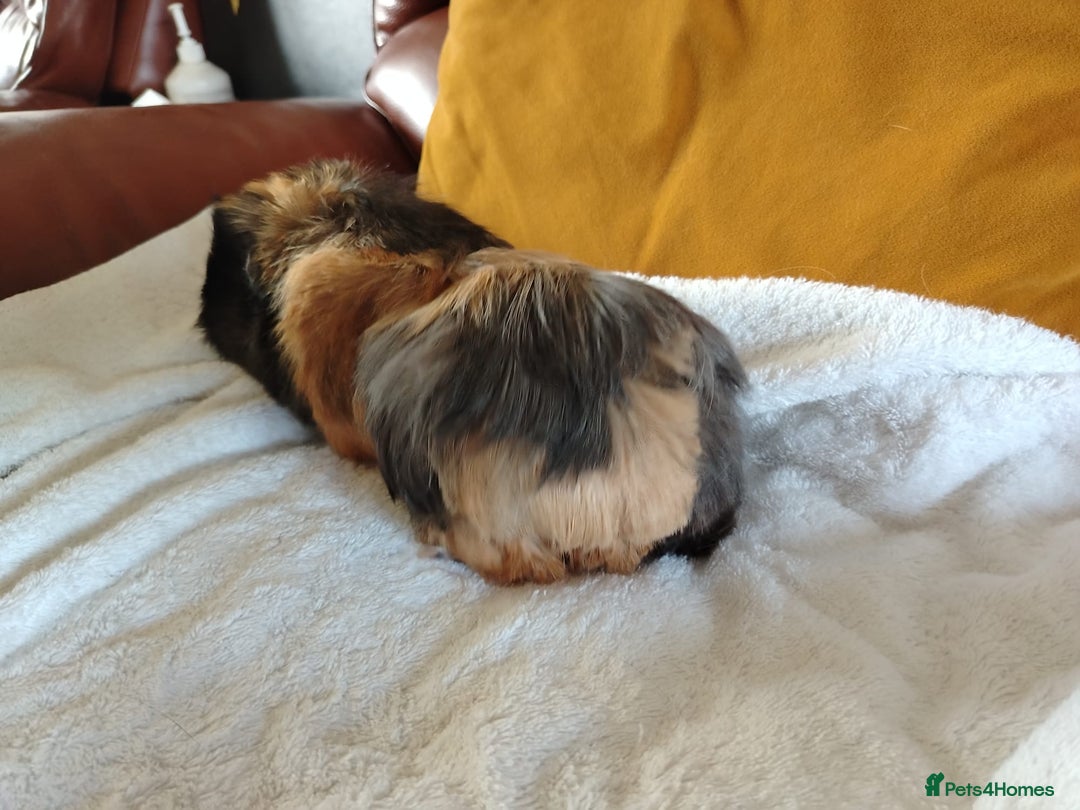 Guinea Pig rodents for sale: Herd of Guinea Pigs - Image 16