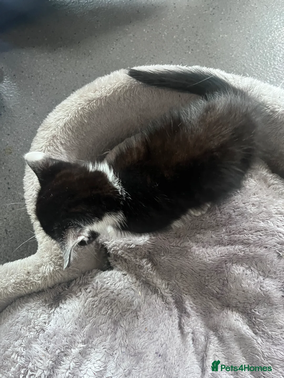 Mixed Breed cats for sale: 🐾Stunning Male Kittens Available🐾 - Advert 12