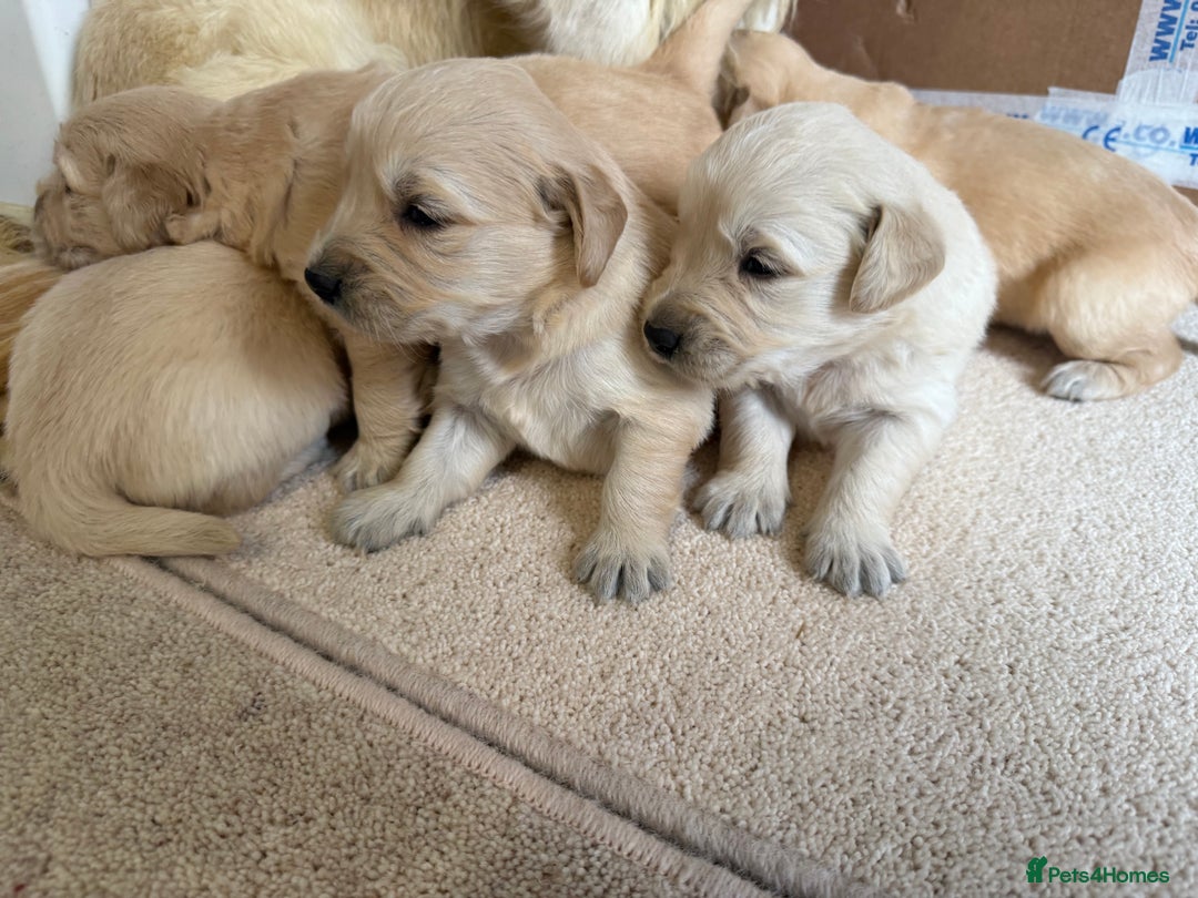 Golden Retriever dogs for sale: Stunning KC Registered Golden Retriever Puppies - Image 10