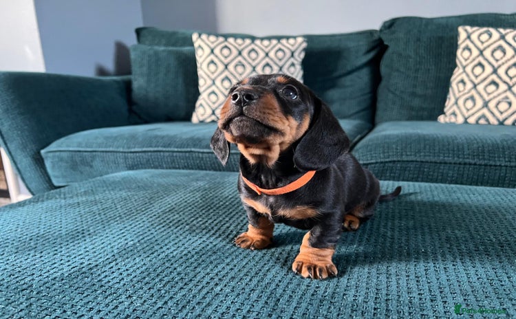 Miniature Dachshund dogs - Advert 11