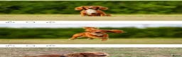Cocker Spaniel dogs for sale: KC working cocker spaniels  in Malvern - Advert 16