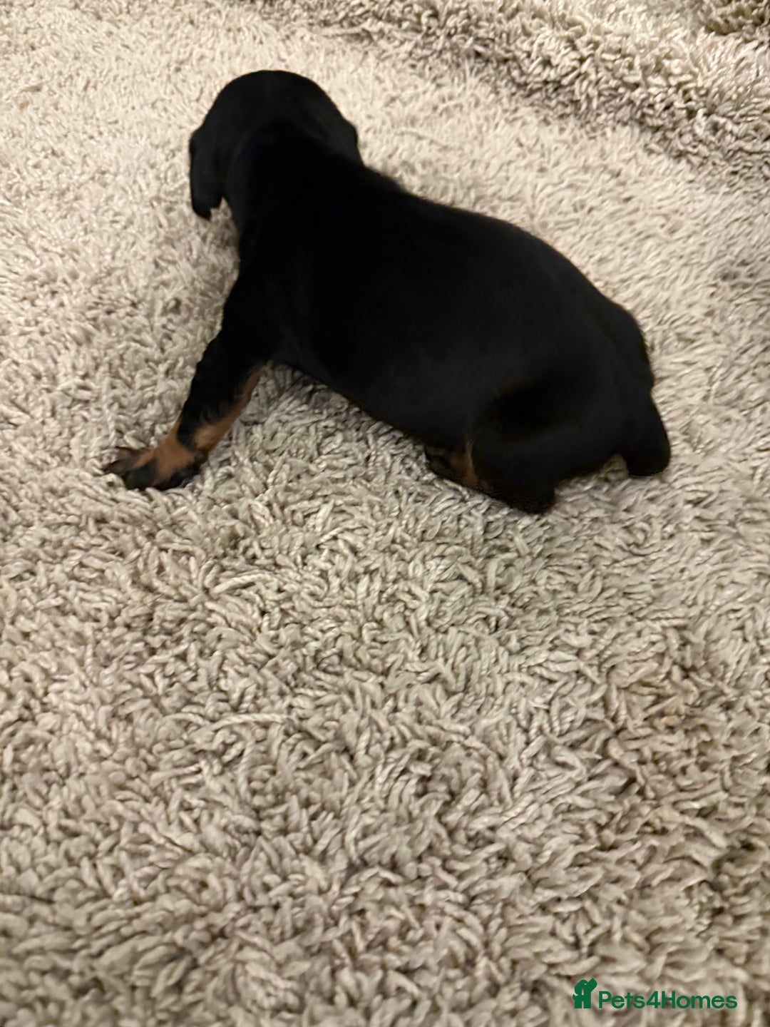 Mixed Breed dogs for sale: Dachshund puppies seven  - Advert 14