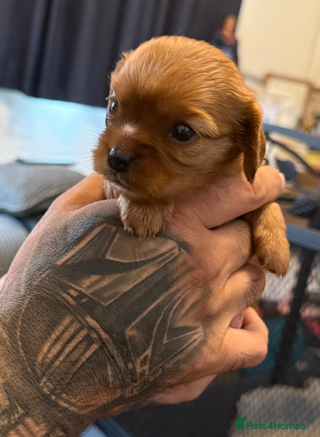 Cavalier King Charles Spaniel dogs for sale: 2 stunning little girls ready next week - Image 8