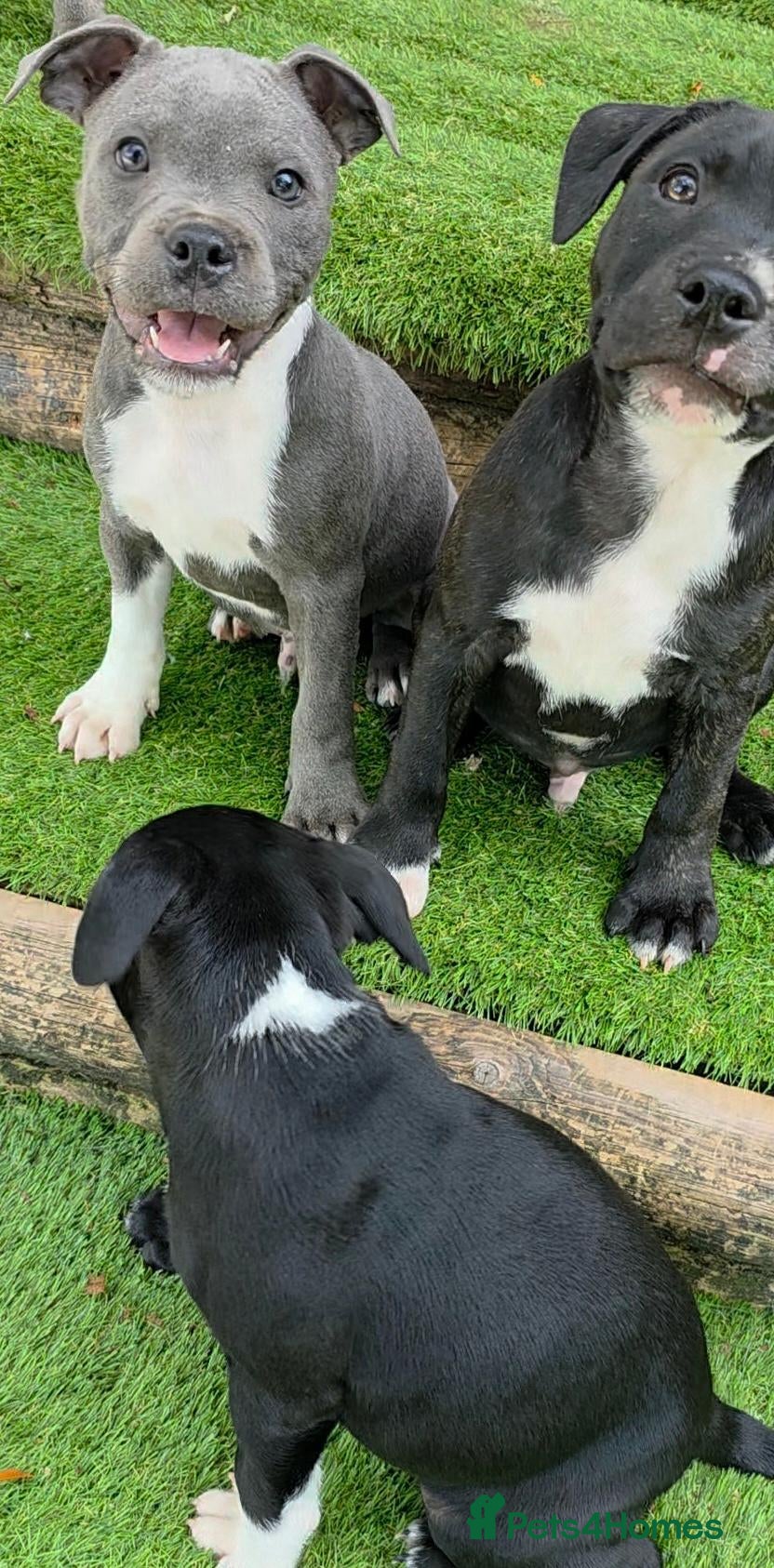 Staffordshire Bull Terrier dogs Ready Soon, Valglo Sired, KC Reg, BVA, L2 & HC.  - Advert 2