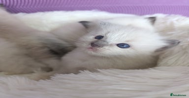 Ragdoll cats - Advert 15