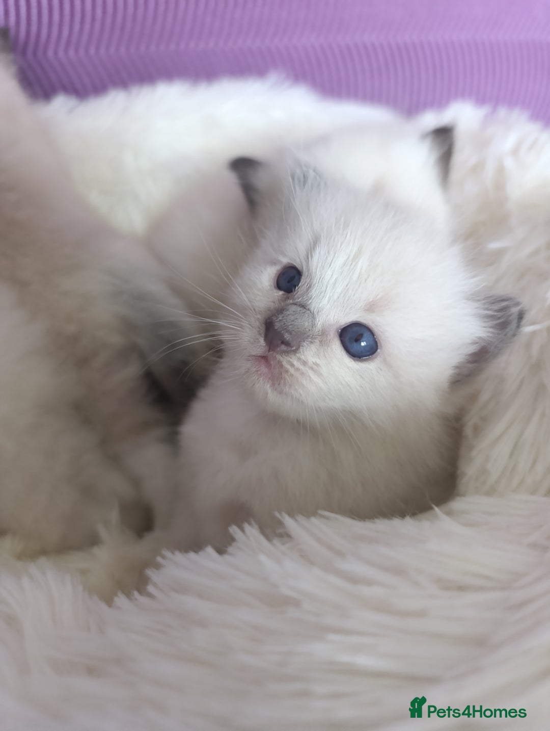 Ragdoll cats for sale: Adorable Ragdoll kittens - Image 24
