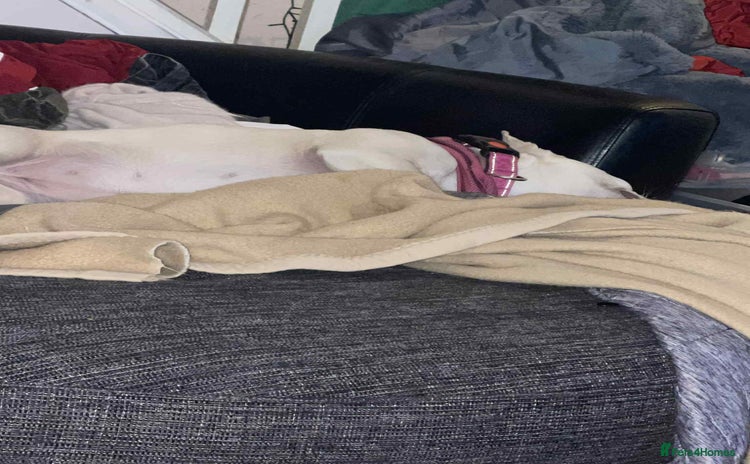 French Bulldog dogs - Advert 9