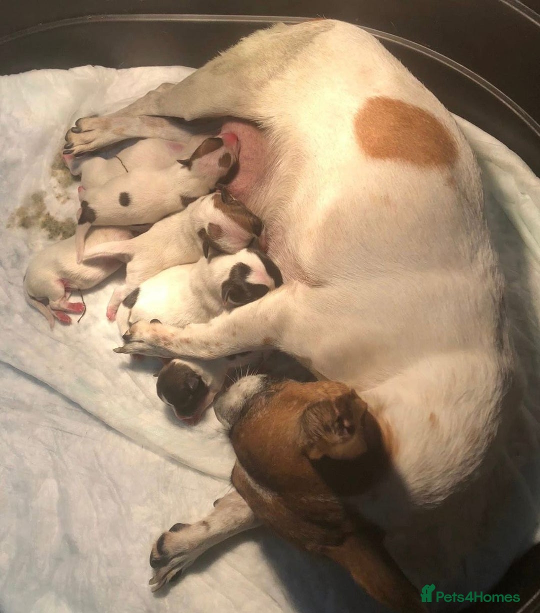 Jack Russell dogs for sale: Jack Russell puppies  - Advert 4