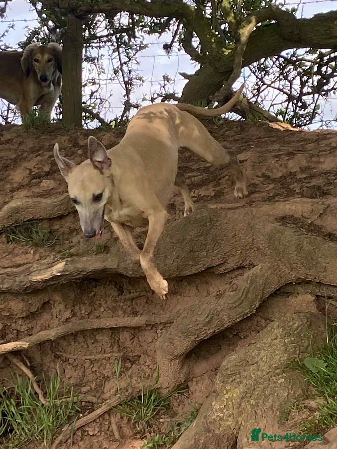 Whippet dogs for sale: 4 beautiful whippet puppies - Advert 25