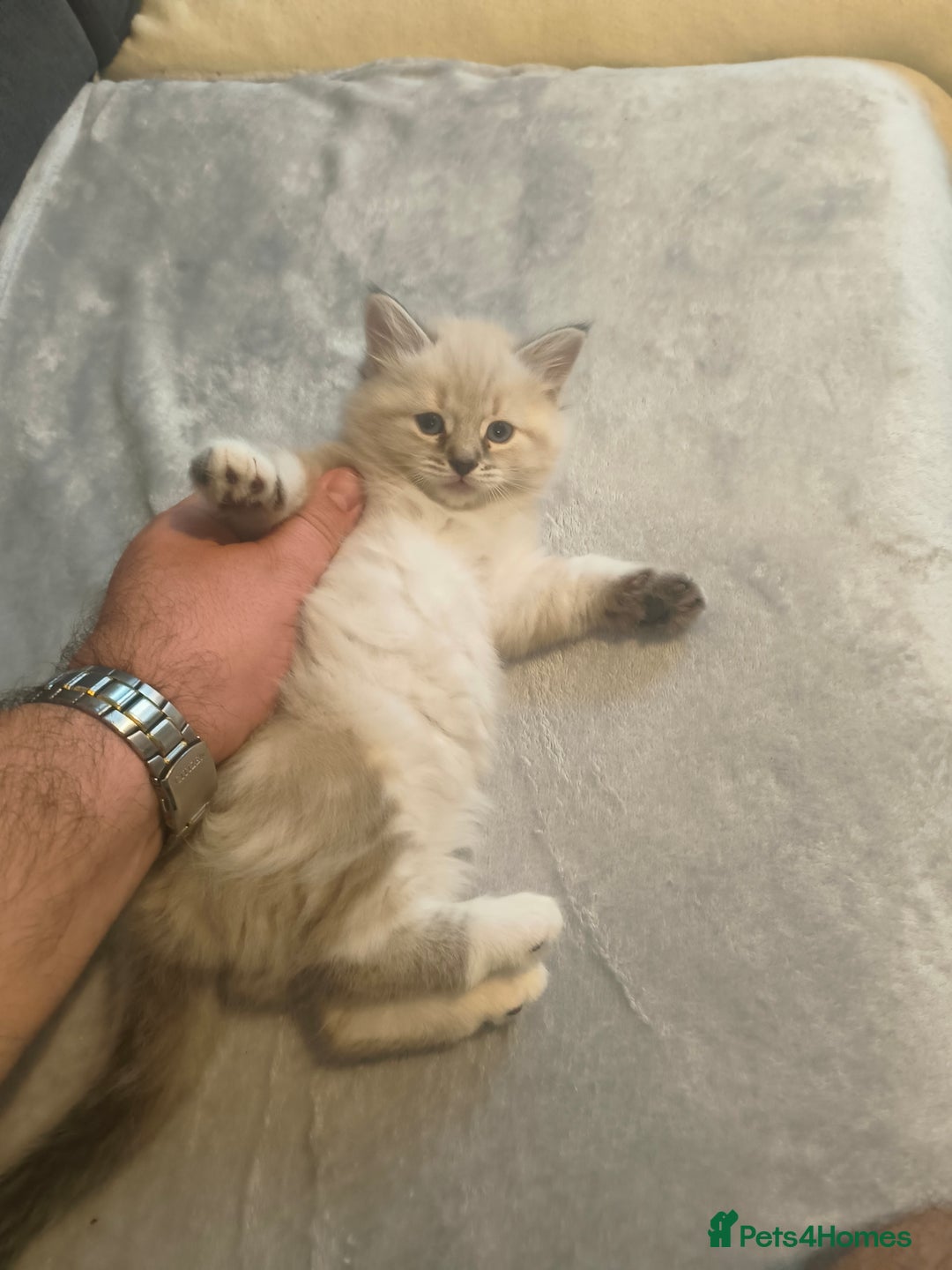 Domestic Shorthair cats for sale: Domestic short hair and long hair - Advert 10