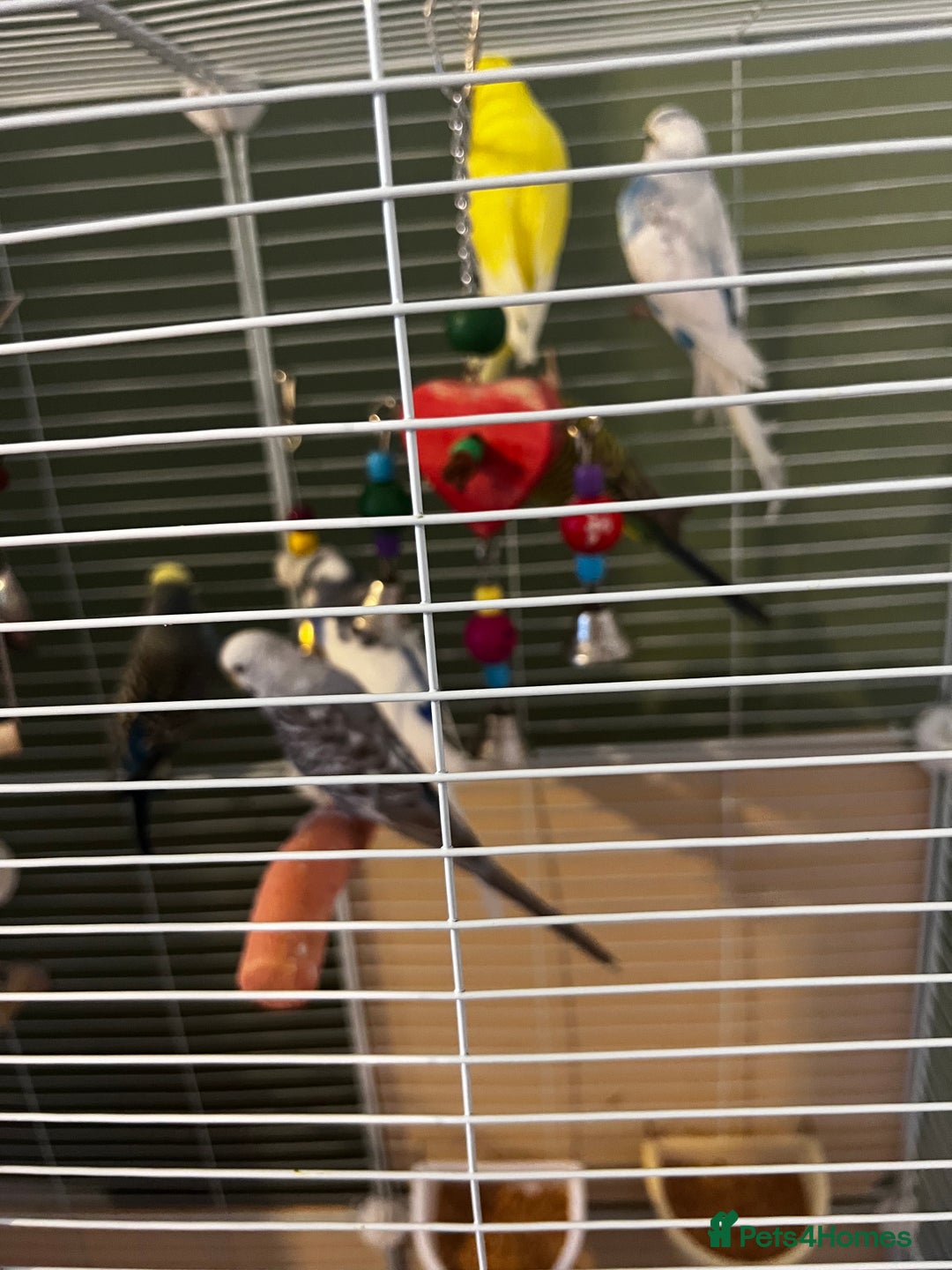 Budgerigars birds for sale: 6 Budgies for sale, 2 breeding pairs - Advert 4