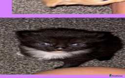 Mixed Breed cats for sale: Kittens  - Image 5