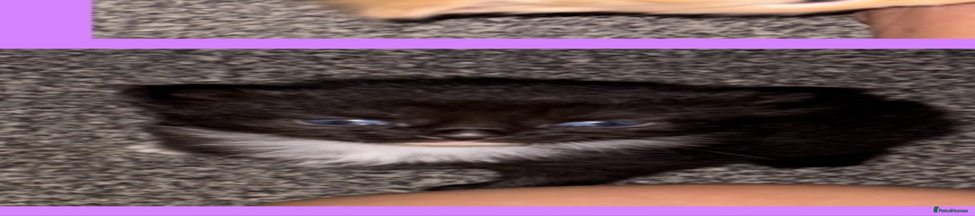 Mixed Breed Kitten 3