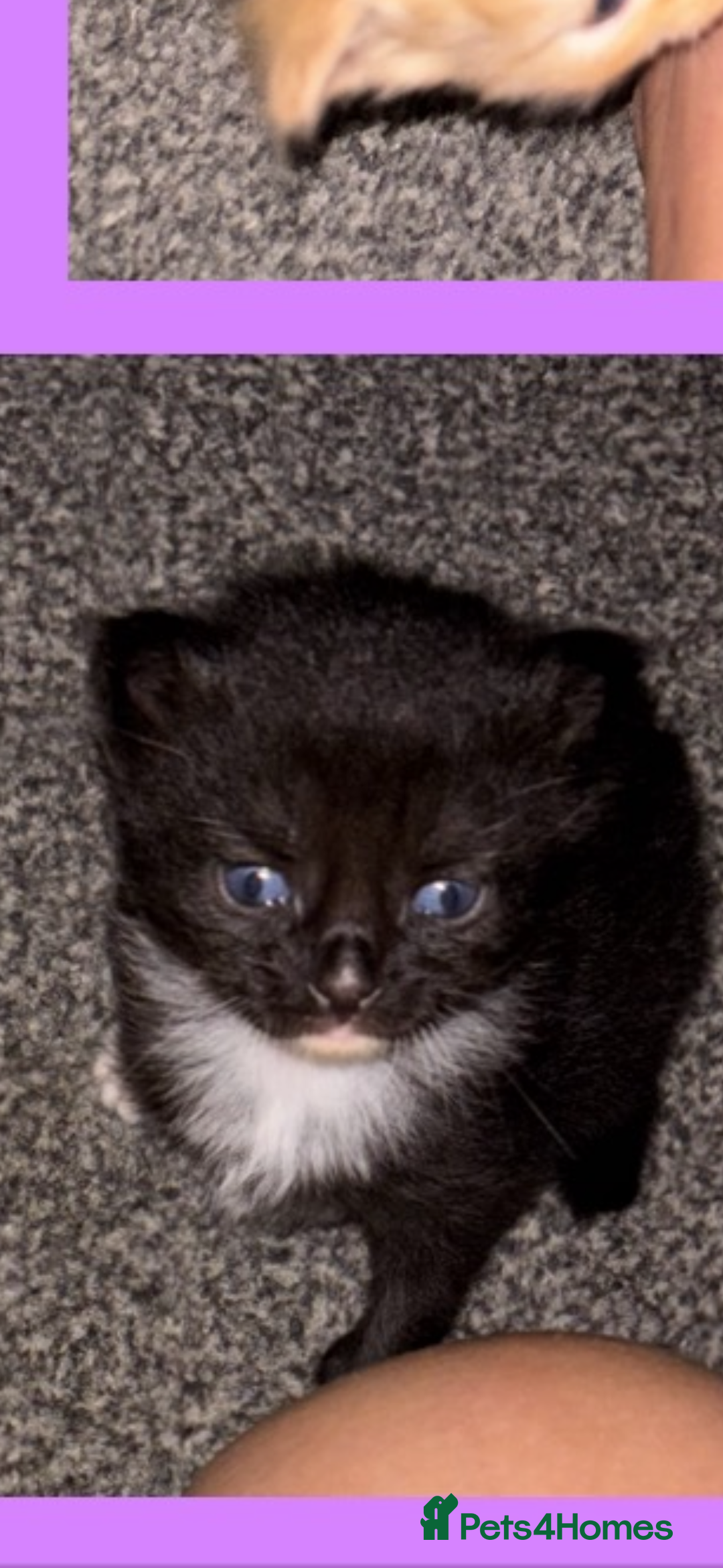 Mixed Breed cats for sale: Kittens  - Image 5