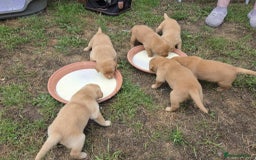 Labrador Retriever dogs for sale: Fox Red Labrador puppies  - Image 3