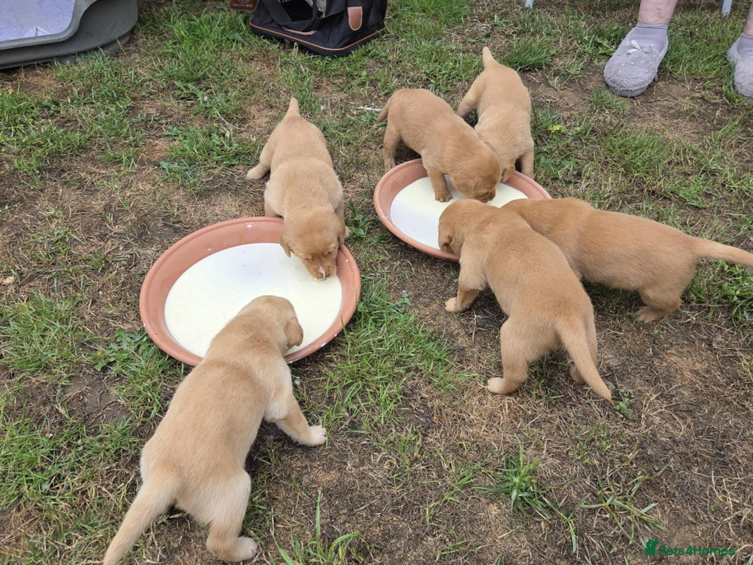Labrador Retriever dogs for sale: Fox Red Labrador puppies  - Image 3