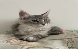 Maine Coon cats for sale: GCCF Pedigree Maine Coon Kittens champion line  - Image 2