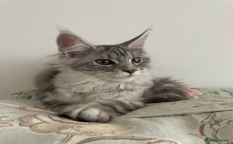 Maine Coon cats - Advert 2