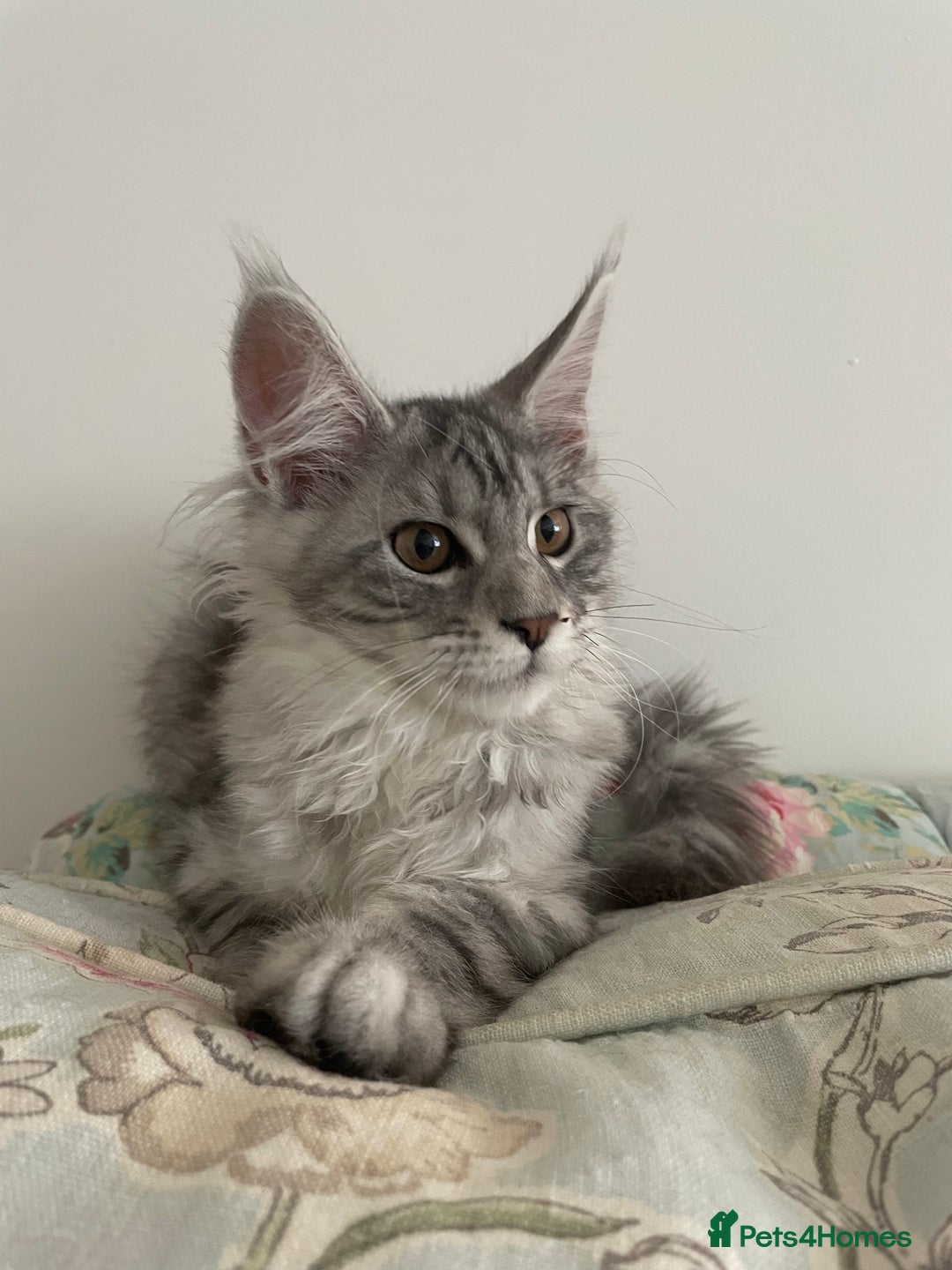 Maine Coon cats for sale: GCCF Pedigree Maine Coon Kittens champion line  - Image 2