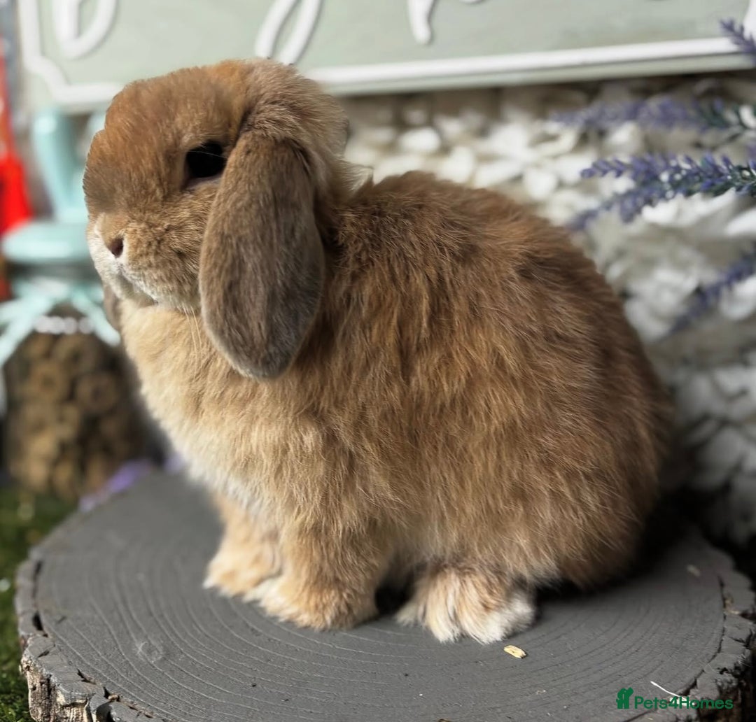 Mini Lop rabbits for sale: 🌟 mini lop babies 🌟 - Image 4