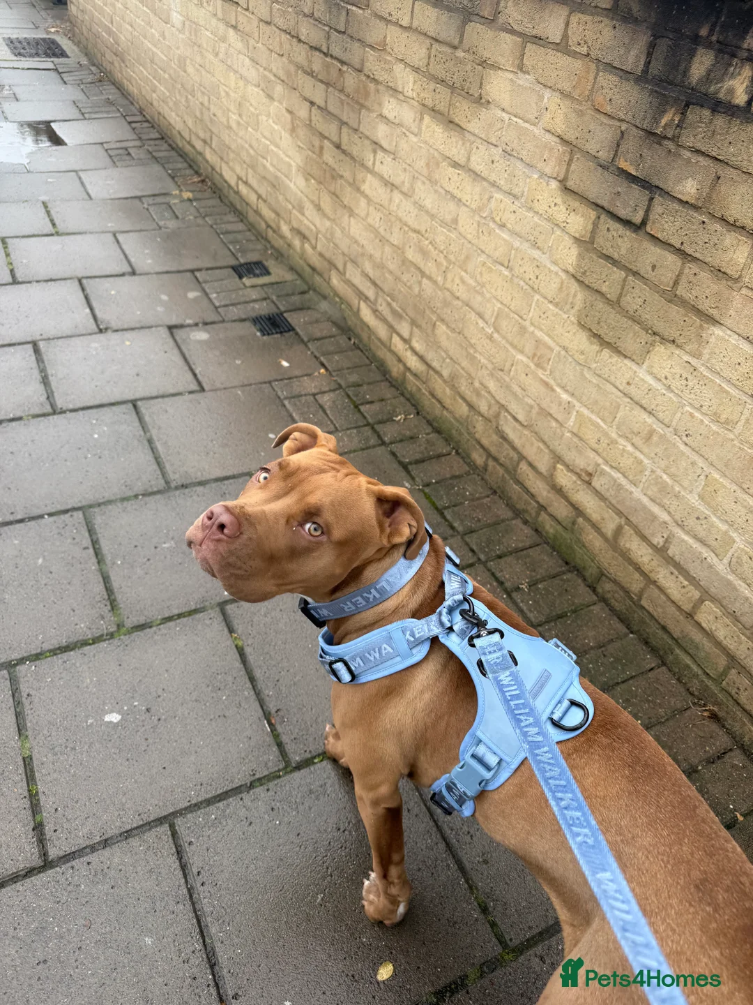 Mixed Breed dogs for sale: Seeking forever home for the sweetest girl  - Advert 5