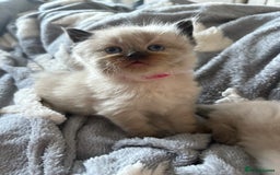 Ragdoll cats for sale: Beautiful, fluffy seal point ragdoll babies - Advert 16