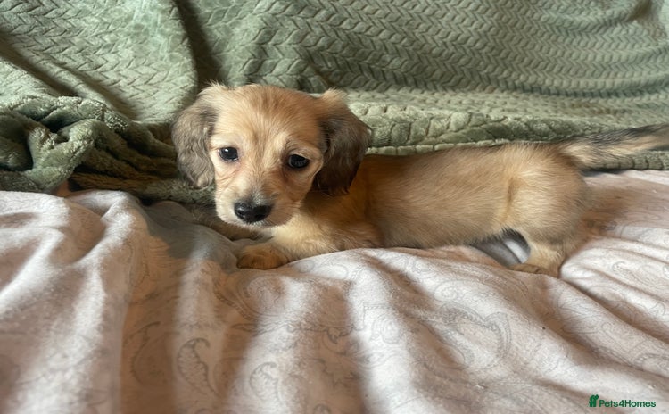 Miniature Dachshund dogs - Advert 5
