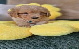 Mixed Breed dogs for sale: Maltipoo puppies  - Image 18