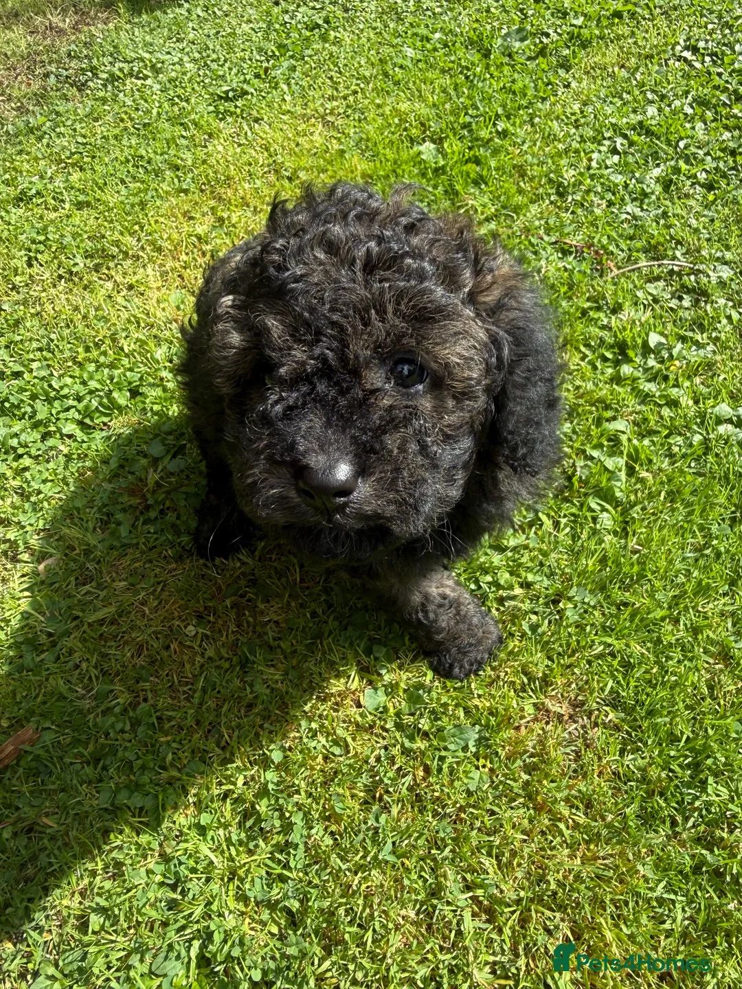 Cavapoo dogs for sale: CavapooF1b Girl Parents Extensively Health Tested  - Advert 7