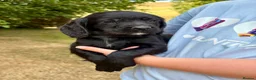 Cocker Spaniel dogs for sale: 🐾 Beautiful Cocker Spaniel Puppies 🐾 - Advert 8