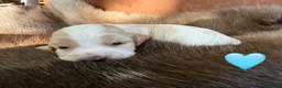 Cocker Spaniel dogs for sale: Health tested parents orange roan show type  - Advert 8