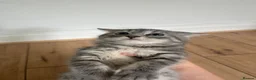 Mixed Breed cats for sale: Gray silver and tabby kittens for sale! - Advert 13