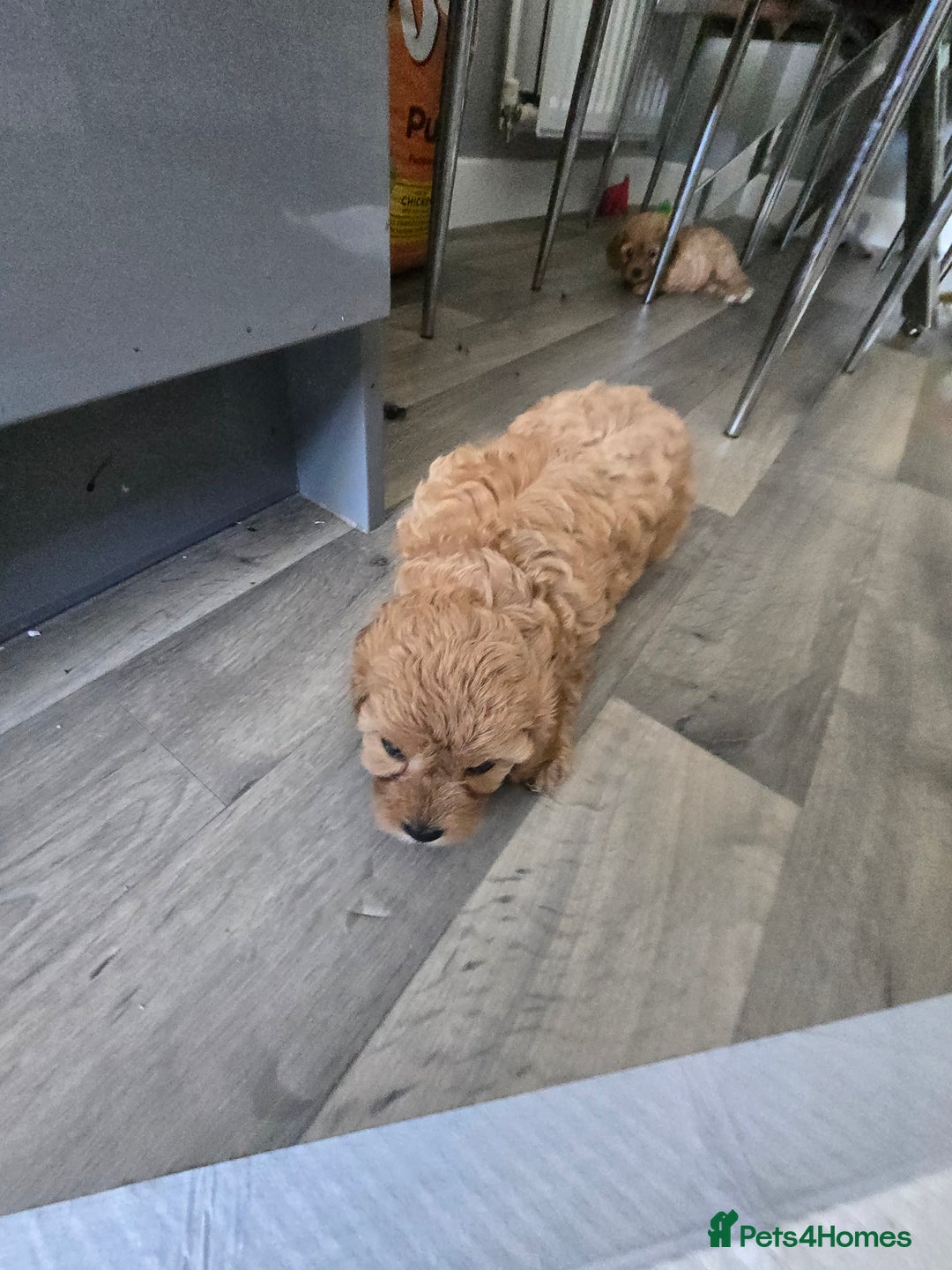 Cavapoo dogs for sale: REDUCED AMAZING F1 cavapoo puppies  - Image 6