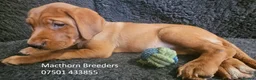 Labrador Retriever dogs for sale: Stunning Red Fox Labs-Health checked, KC Reg, FTCH - Advert 9