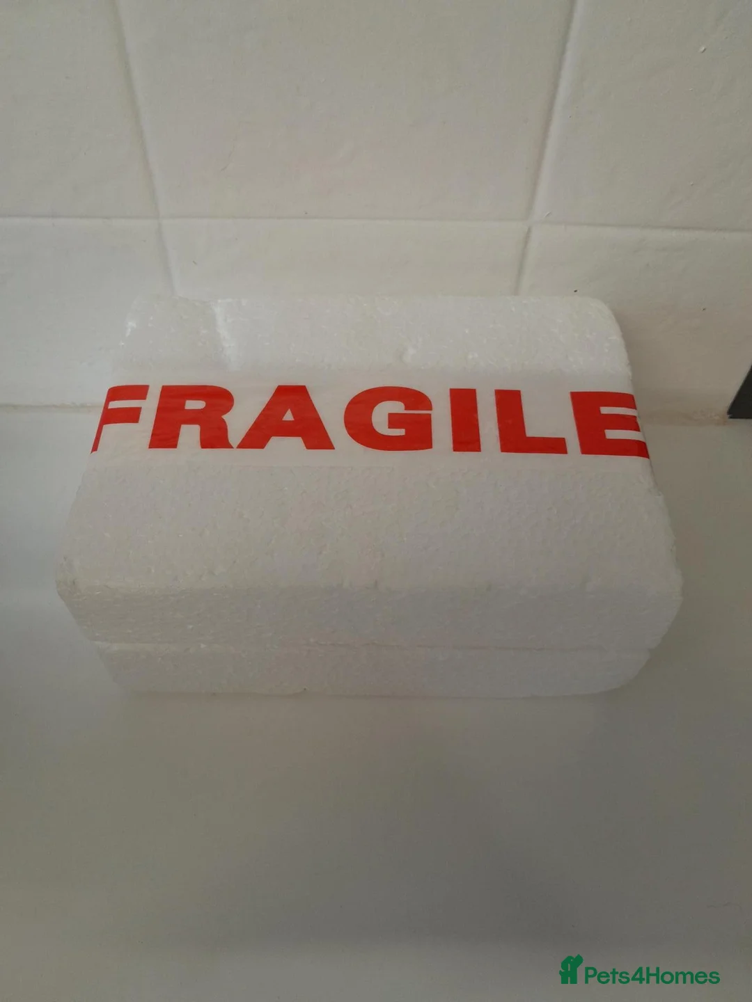 Chickens poultry for sale: Bantam Polish Hatching Eggs Collection/Posted - Advert 3