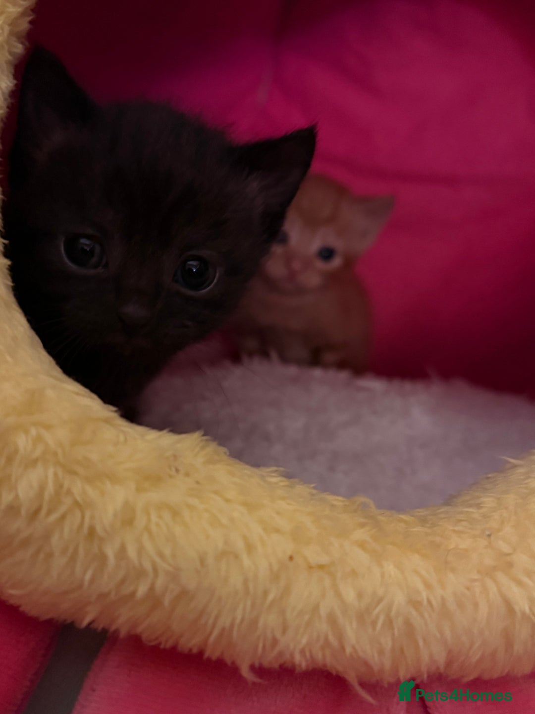 Domestic Shorthair cats for sale: 3 kittens for sale  - Image 9