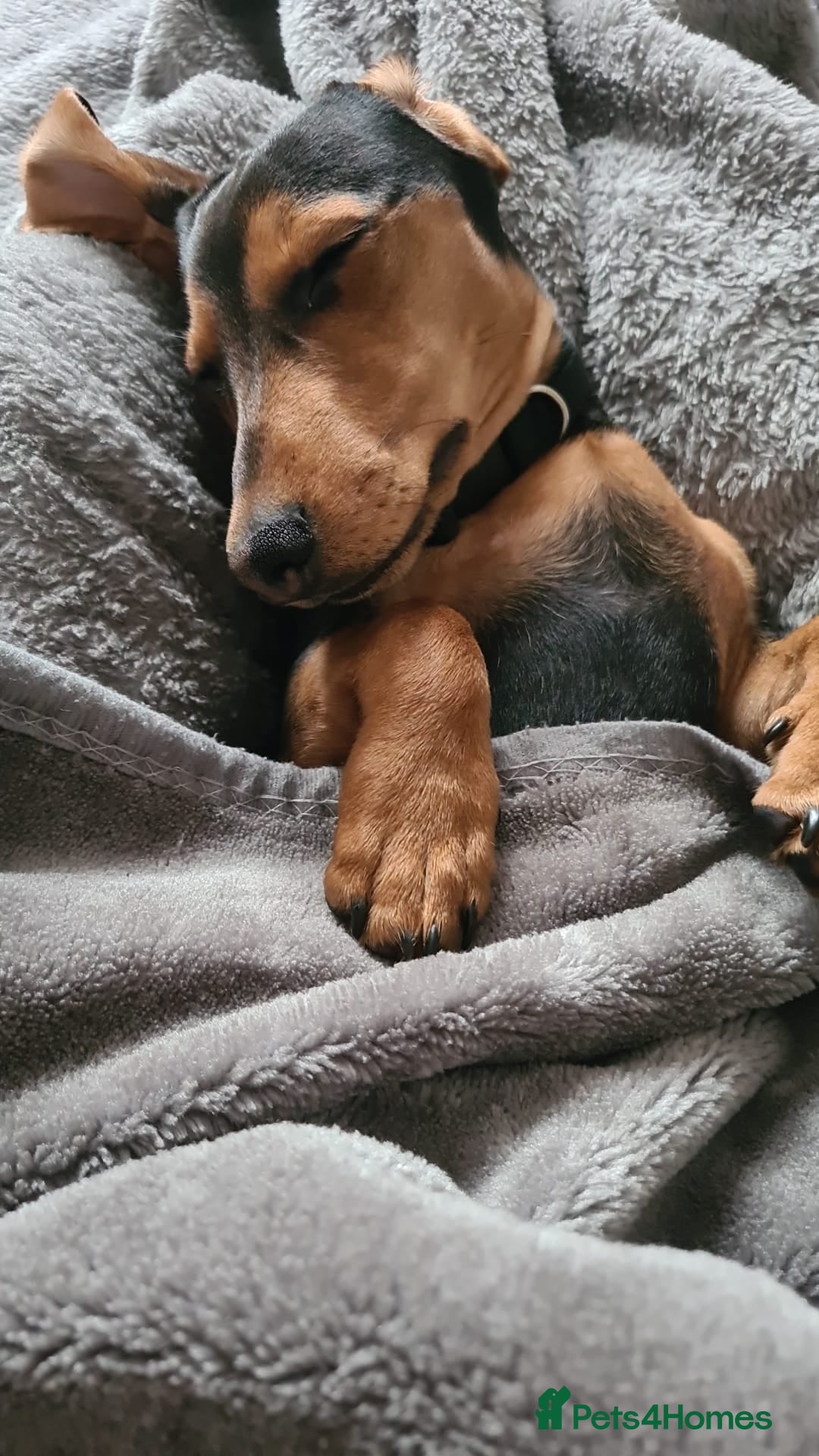 Miniature Dachshund dogs for stud: Miniature Dachshund  - Image 6